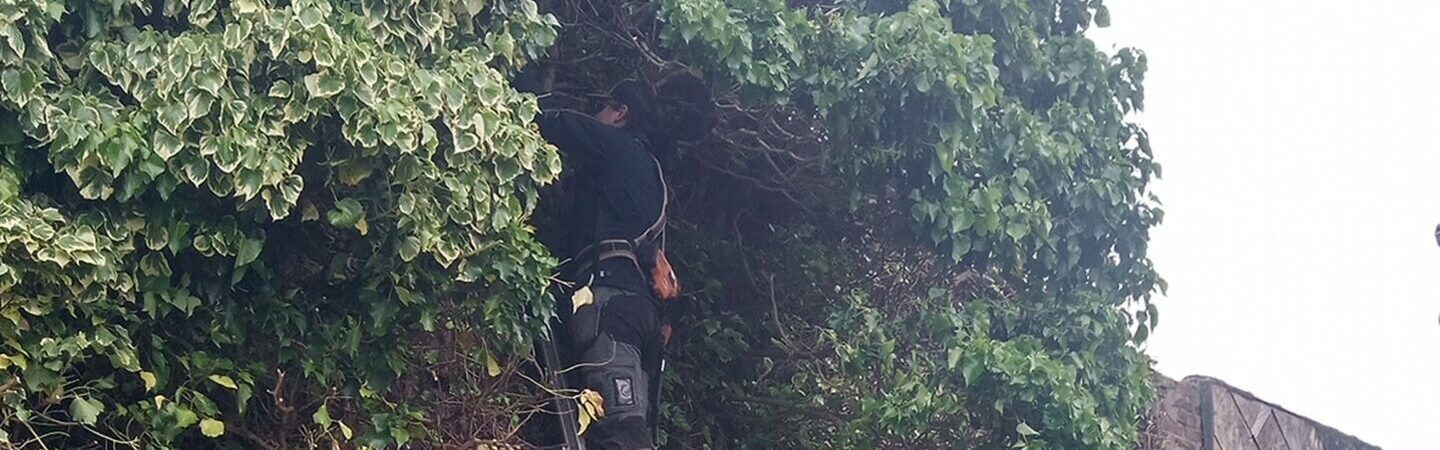 Arrachage lierre
