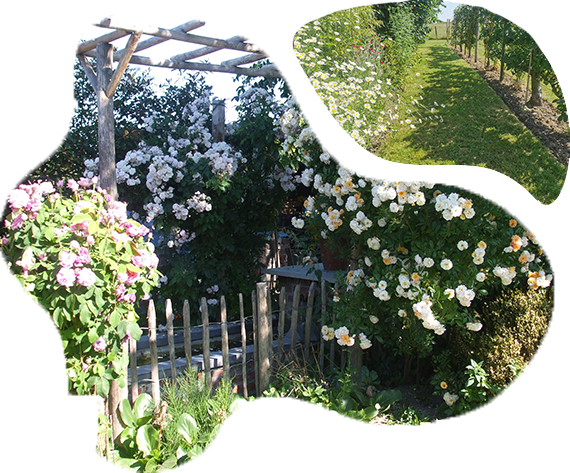 home cover faq image