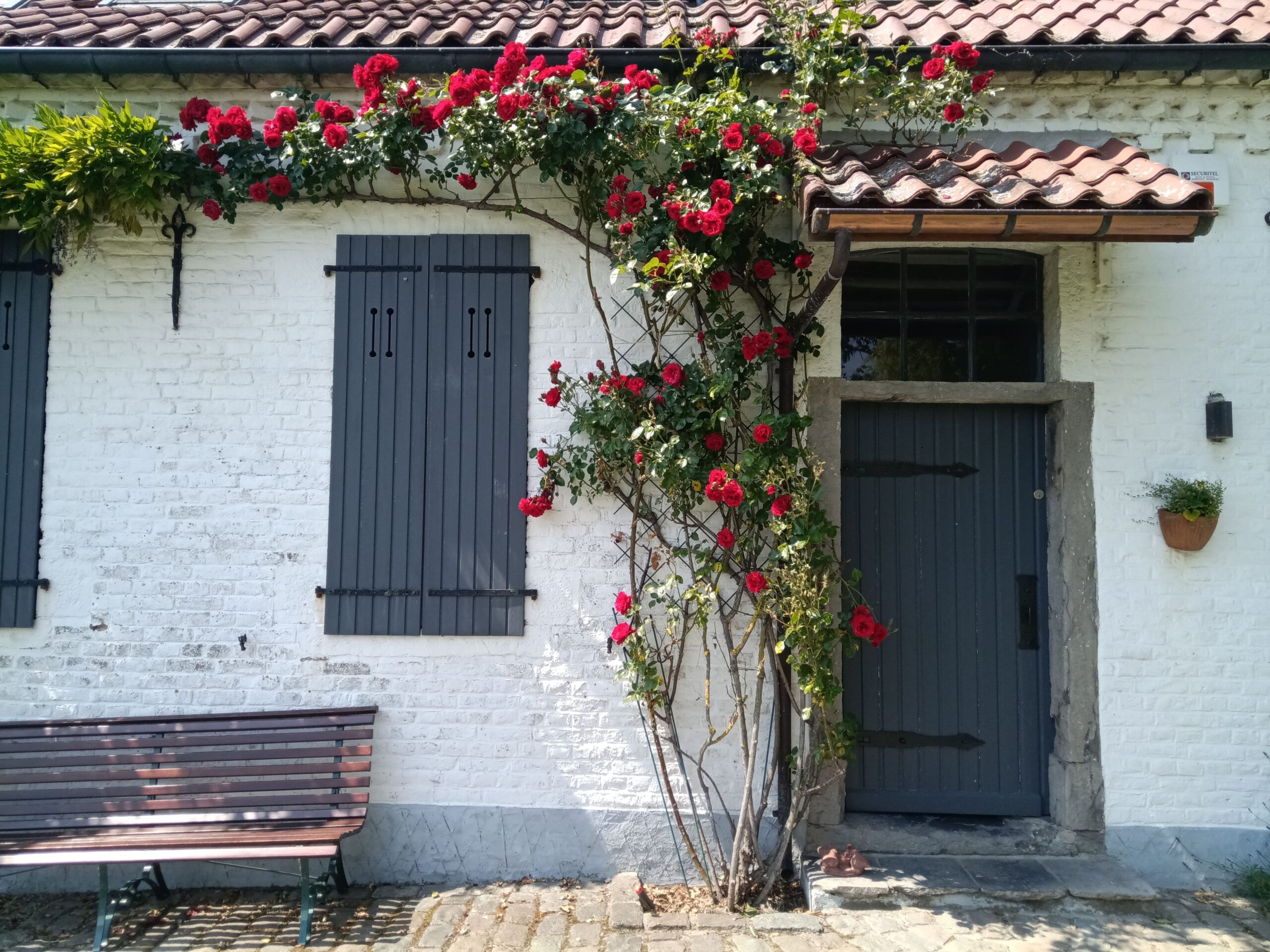 rosier rouge palissé mur
