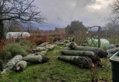 Déchargement sapins