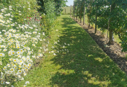 fruitiers palissés fleurs