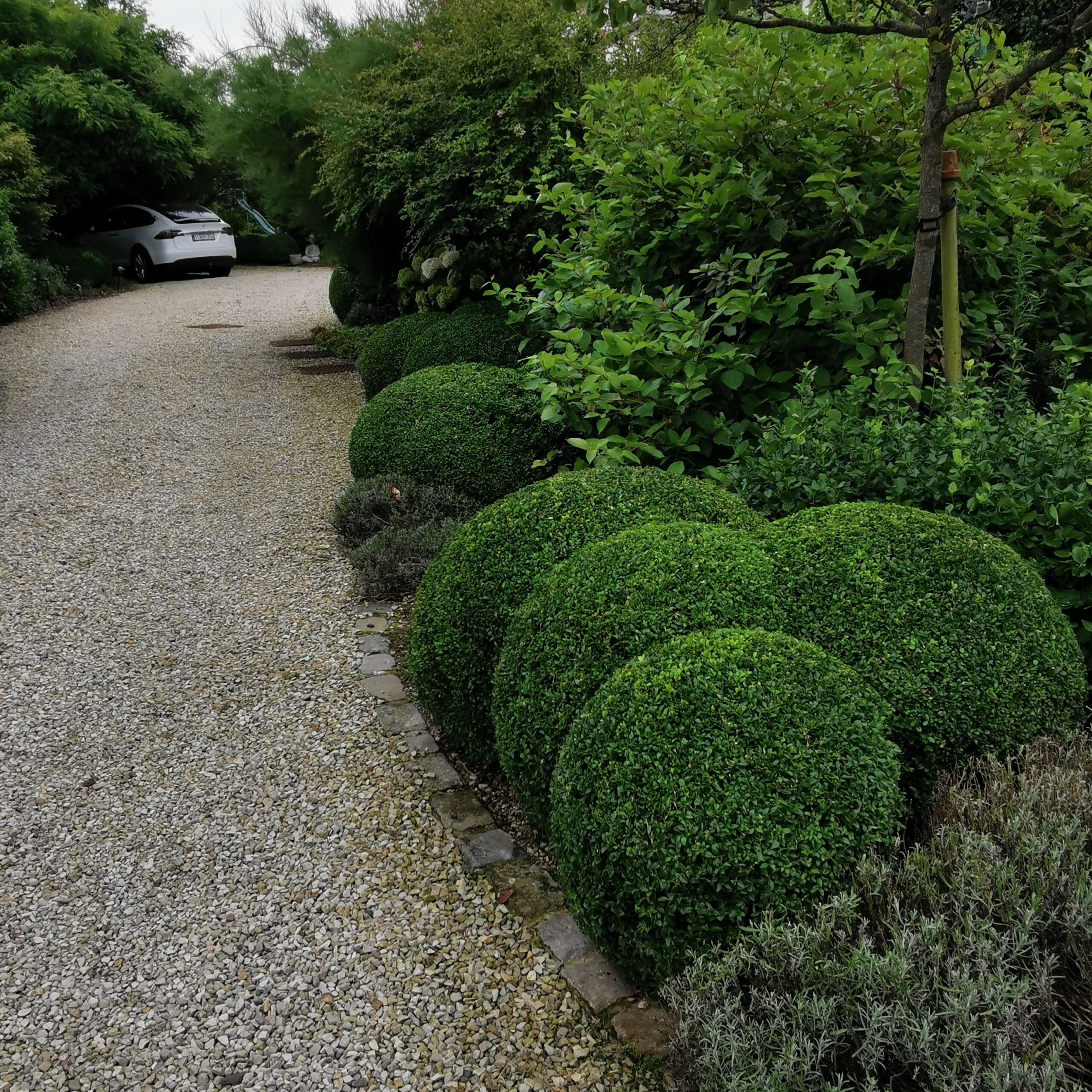 jardin boule buis