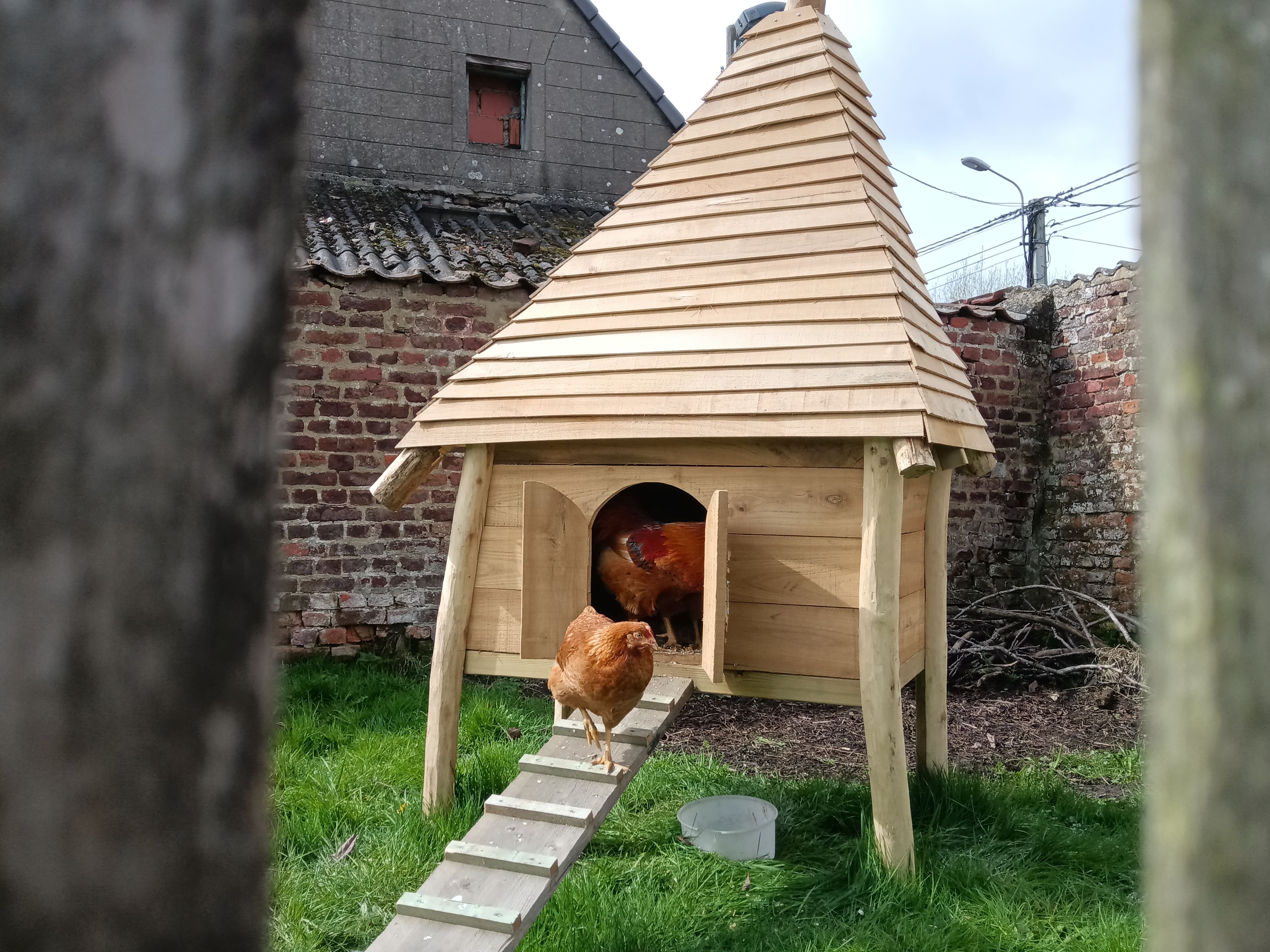 poulailler 2