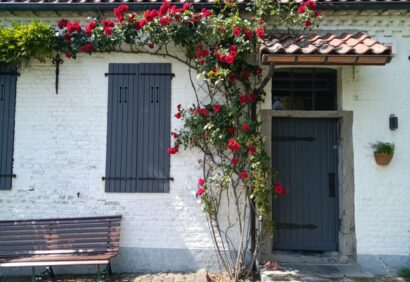 rosier rouge palissé mur