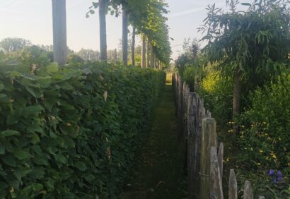 tilleuls palissés haie